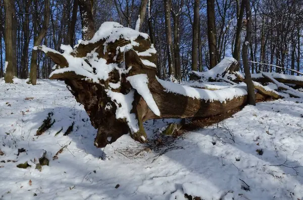 Ένα Κοντινό Πλάνο Ενός Πεσμένου Δέντρου Στο Δάσος Καλυμμένου Χιόνι — Φωτογραφία Αρχείου