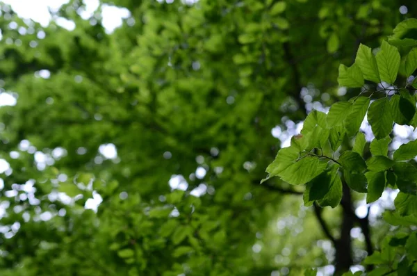 Tiro Close Das Folhas Verdes Nos Ramos Uma Árvore — Fotografia de Stock