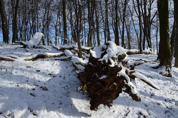Gros Plan Arbre Tombé Dans Forêt Couvert Neige — Photo