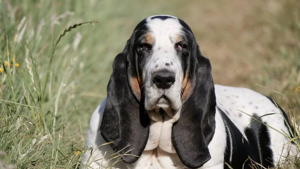 Horizontal Shot Basset Hound Sitting Green Field Daylight — Stock Photo, Image