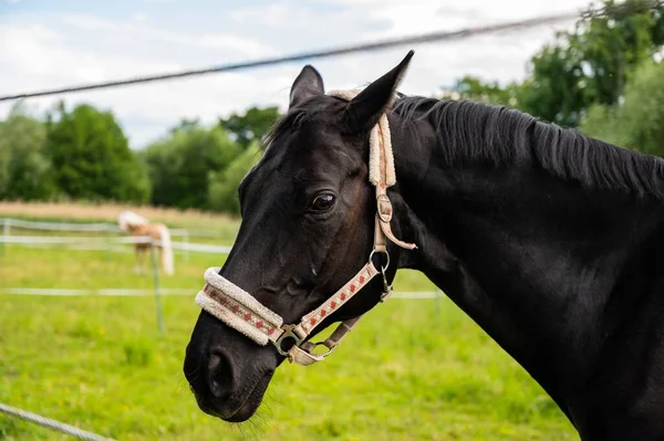 Primo Piano Uno Stallone Nero Campo Coperto Verde Sotto Luce — Foto Stock