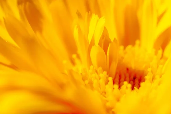 Tiro Close Das Pétalas Uma Flor Amarela — Fotografia de Stock