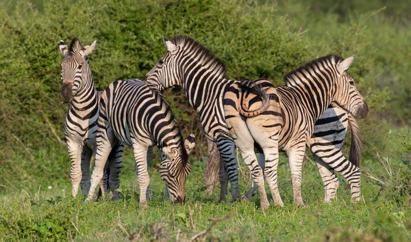 Egy Gyönyörű Zebracsoport Egy Zöld Mezőn — Stock Fotó