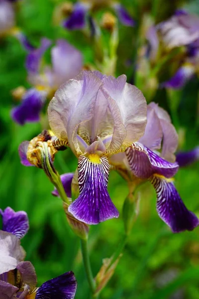 Vertical Closeup Shot Purple Iris Field Daylight — Stock Photo, Image