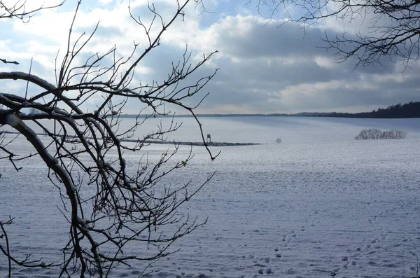 Primo Piano Albero Dietro Paesaggio Neve Durante Inverno — Foto Stock