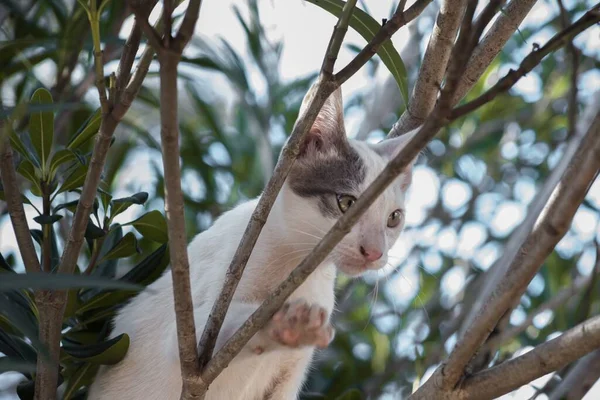 Eine Selektive Fokusaufnahme Einer Weißen Katze Die Auf Den Ästen — Stockfoto