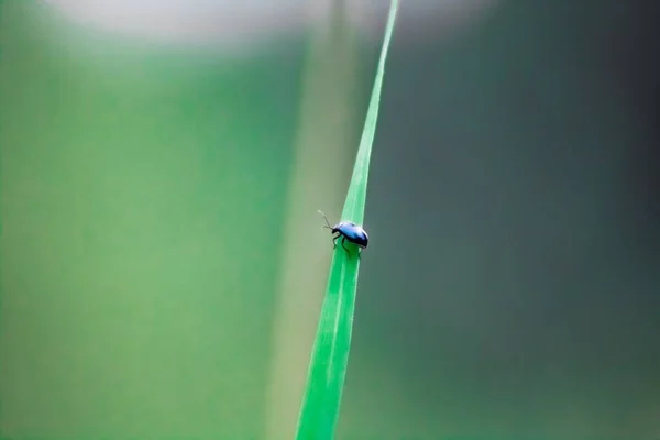 Gros Plan Petit Insecte Bleu Sur Herbe — Photo