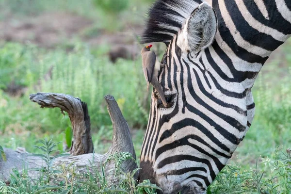 Lovitură Frumoasă Zebră Într Câmp Verde — Fotografie, imagine de stoc
