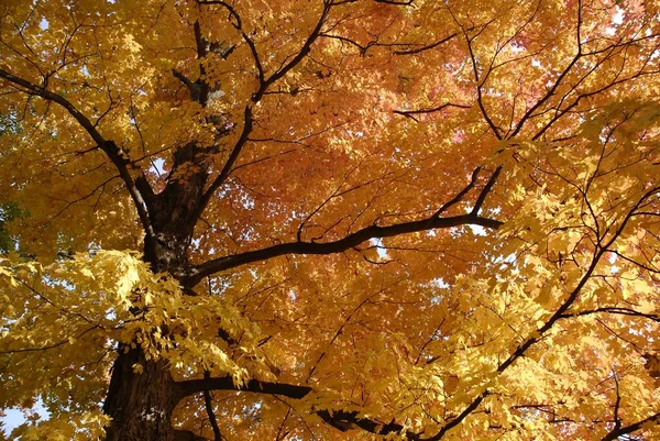 Ένα Χαμηλό Πλάνο Ενός Όμορφου Φθινοπωρινού Δένδρου Σφενδάμου — Φωτογραφία Αρχείου