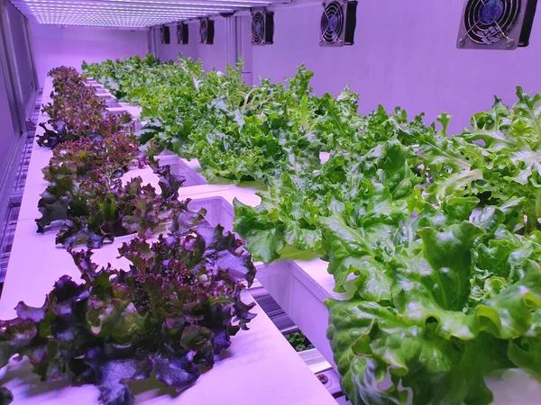 Vertical Farming Sustainable Agriculture Future Food — Stock Photo, Image