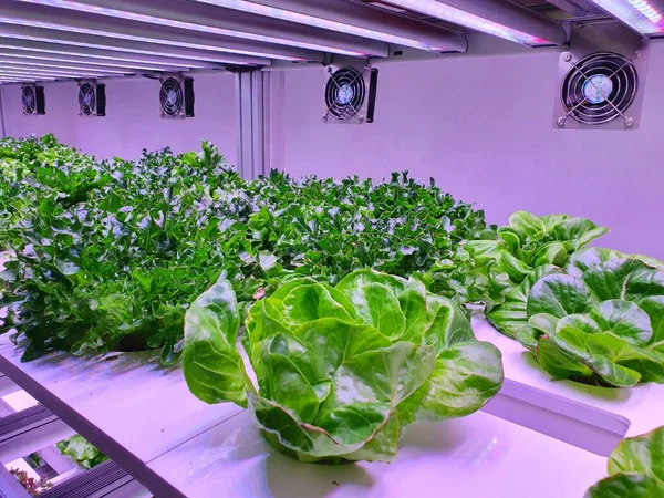 Vertical Farming Sustainable Agriculture Future Food — Stock Photo, Image