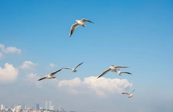 Beautiful Shot Flying Seagulls Blue Sky — Stock Photo, Image