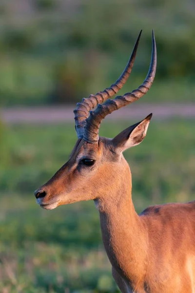 Een Verticaal Schot Van Een Antilope Staand Een Groen Veld — Stockfoto