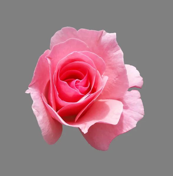 Una Foto Aerea Una Rosa Rosa Uno Sfondo Grigio — Foto Stock