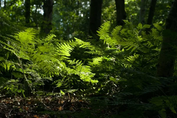 Enfoque Selectivo Plantas Helechos Verdes Bosque Inglaterra —  Fotos de Stock
