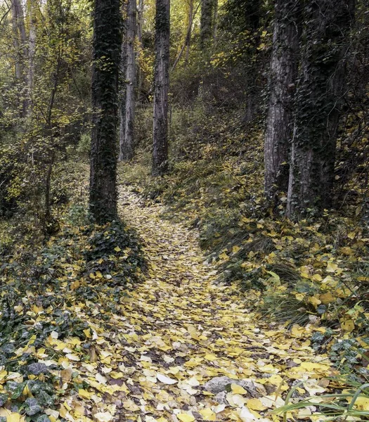 Bellissimo Scatto Sentiero Una Foresta Con Foglie Gialle Cadute Durante — Foto Stock