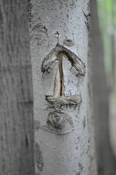 Вертикальный Снимок Якоря Корабля Выгравированного Дереве — стоковое фото
