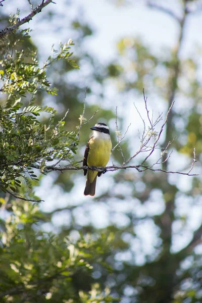 Vertical Selective Focus Shot Great Tit Bird Sitting Branch Tree — Stockfoto