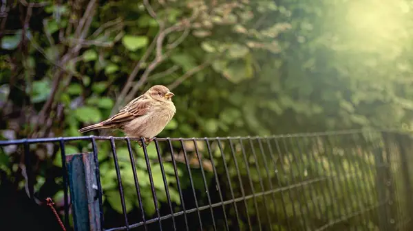 Eine Schöne Aufnahme Eines Wilden Vogels Garten — Stockfoto