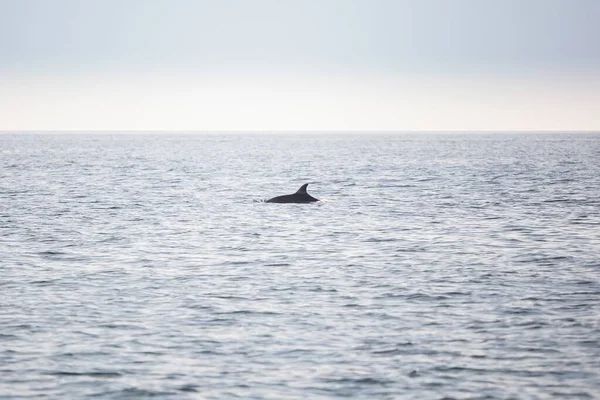 Tiro Golfinho Nadando Oceano Ondulado Sob Céu Azul — Fotografia de Stock