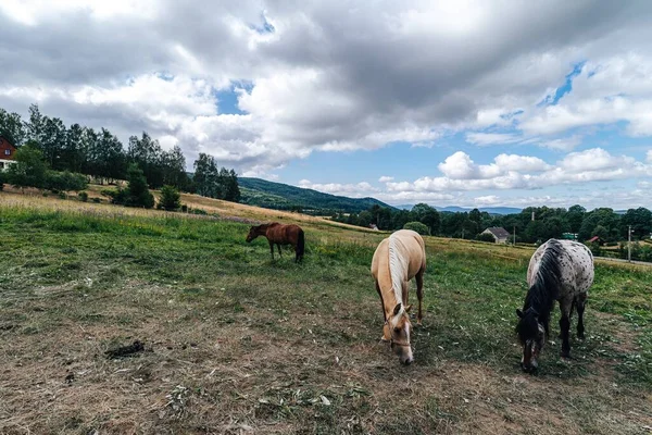 Koně Letních Pastvinách Koně Pasoucí Zelené Trávě Krásného Letního Dne — Stock fotografie