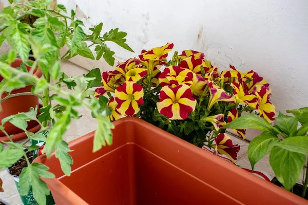Groene Planten Rood Gele Bloemen Het Balkon Met Witte Muren — Stockfoto