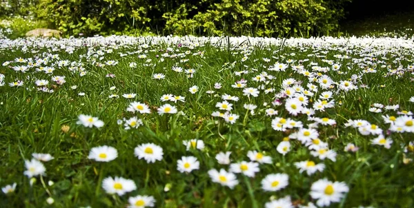 Eine Schöne Landschaft Eines Feldes Mit Wilden Gänseblümchenblümchen — Stockfoto
