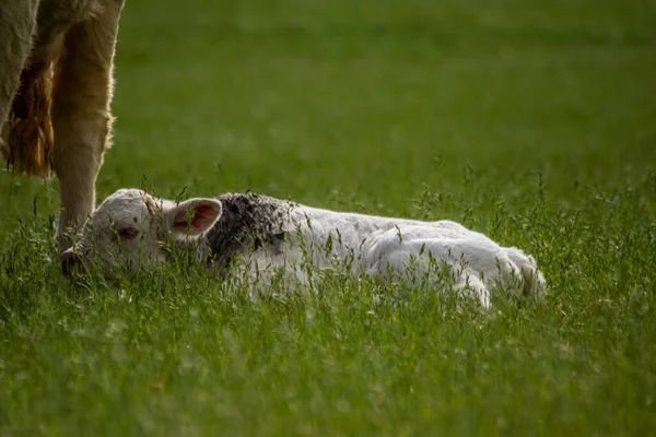 在绿地上 一只新生的小牛犊在妈妈身边 — 图库照片