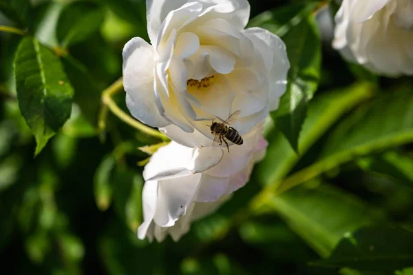 蜂群的特写玫瑰中的蜜蜂在阳光下的田野里爬上绿树成荫的冰山的特写 — 图库照片