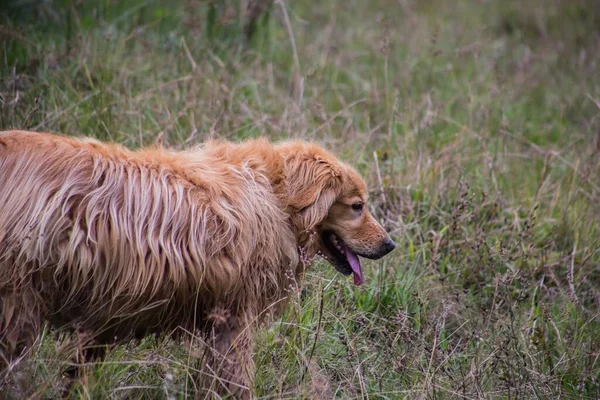 Eine Nahaufnahme Eines Feuchten Golden Retrievers Der Tagsüber Sonnenlicht Auf — Stockfoto