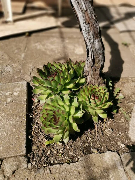 Rostlina Echeveria Představující Crassulaceae Zahradě — Stock fotografie