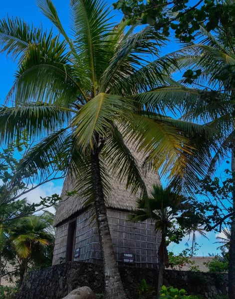 Вертикальний Крупним Планом Знімок Красивого Пальмового Дерева Тлі Блакитного Неба — стокове фото