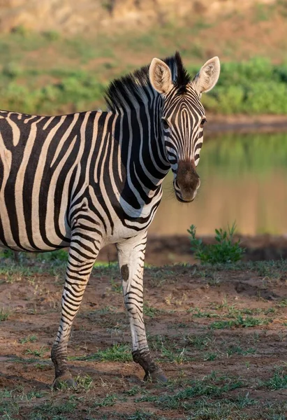 Gölün Yakınındaki Tarlada Güzel Bir Zebra Görüntüsü — Stok fotoğraf