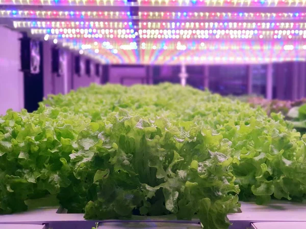 Plants Vertical Farms Grow Led Lights Vertical Farming Sustainable Agriculture — Stock Photo, Image