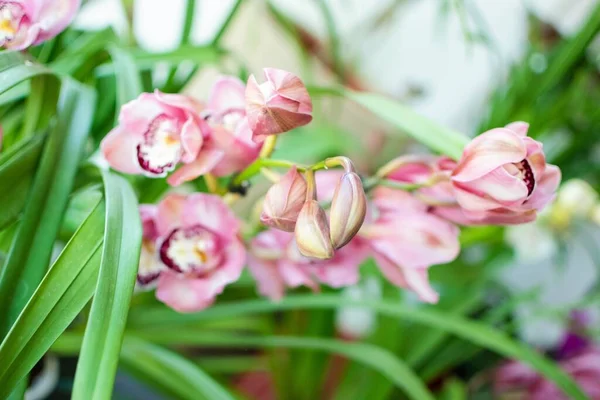 Selective Focus Shot Pink Cymbidium Orchid Flowers — Stock Photo, Image