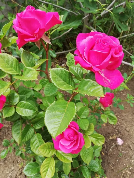 Primer Plano Hermosas Rosas Rosadas Brillantes Rodeadas Hojas Verdes —  Fotos de Stock