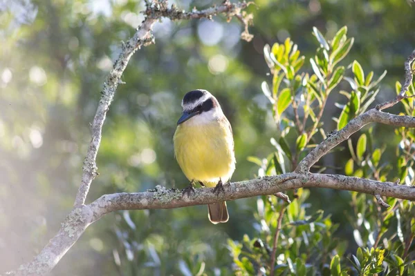 Selective Focus Shot Great Tit Bird Sitting Branch Tree — Stok fotoğraf