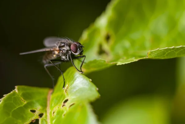 Nahaufnahme Einer Schwarzen Fliege Die Auf Dem Grünen Blatt Sitzt — Stockfoto