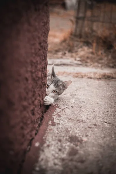 Tiro Vertical Gato Olhando Para Câmera Trás Uma Parede Marrom — Fotografia de Stock