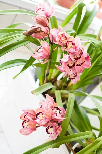 Vertical Selective Focus Shot Pink Cymbidium Orchid Flowers — Stock Photo, Image