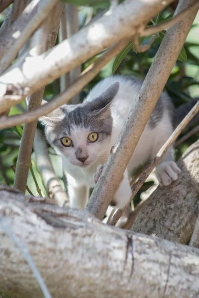 Eine Vertikale Selektive Fokusaufnahme Einer Weißen Katze Auf Den Ästen — Stockfoto