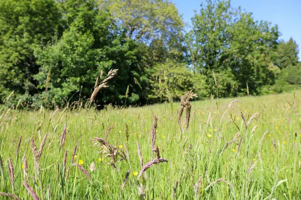 Ein Schöner Schuss Grüne Wiese Mit Fuchsschwanzgras — Stockfoto