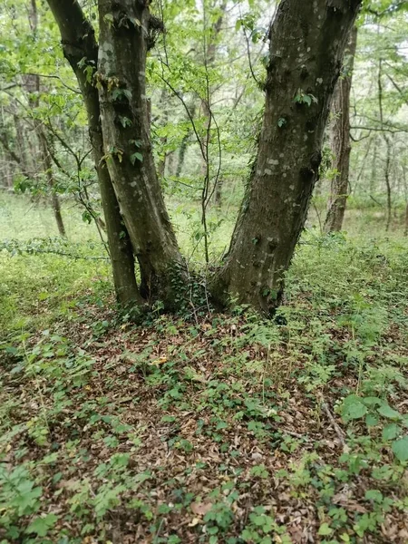 Tiro Vertical Arbusto Envolto Torno Uma Árvore Parque — Fotografia de Stock