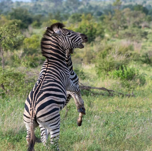 Beautiful Shot Zebras Group Green Field — Stock Photo, Image