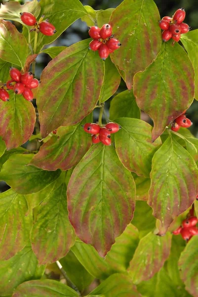 Vertical Shot Dogwood Tree Leaves Berries Fall Year Missouri — Stock Photo, Image