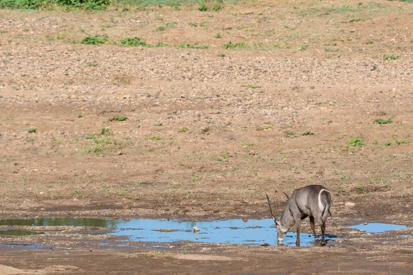 Küçük Bir Gölden Içen Gri Bir Antilop — Stok fotoğraf