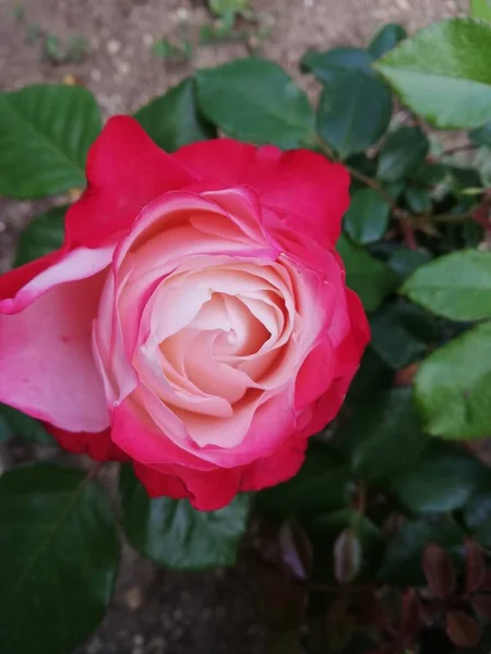 Макроснимок Красивой Розовой Розы Окруженной Зелеными Листьями — стоковое фото