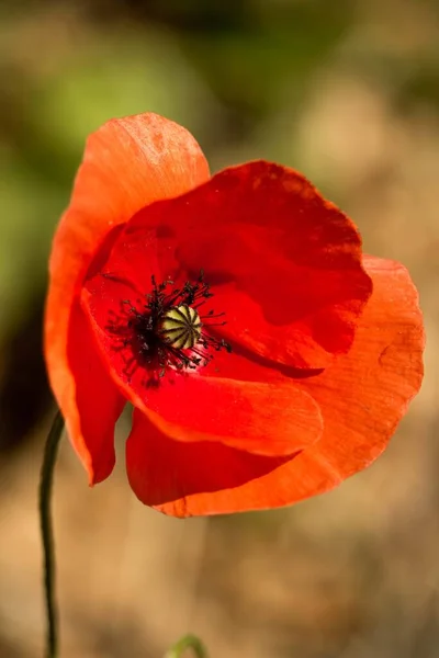 Plan Vertical Beau Coquelicot Rouge Commun Avec Fond Flou Parfait — Photo