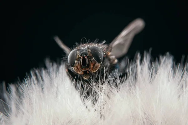 Una Vista Cerca Una Mosca Sentada Sobre Diente León Aislado — Foto de Stock