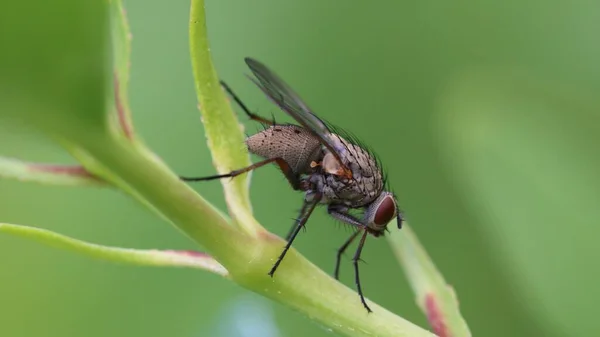 Gros Plan Sélectif Une Mouche Sur Une Feuille Avec Verdure — Photo